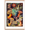 Actinia Anemones - Art Mandre