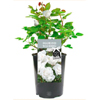 Diamond Wedding Gift | Gardenersdream.co.uk