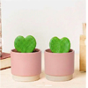 Duo Hoya Kerri - Begreen