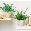 Duo de Helechos : Be.green