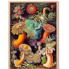 Ernst Haeckel Anemones Poster | Artmandre.com