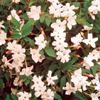 Jasminum Officinale - Gardeners Dream