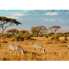 Kenyan Safari And Beach | Afrikasafariurlaub.de