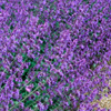 Nepeta Walkers Low - Gardeners Dream