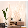 Pampas Grass In Sunlight - Bilder Welten
