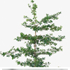 Shady Lady Faux Olive Tree - Vert House