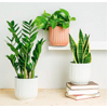 Trio de Plantas : Begreen