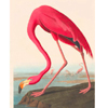Vintage Antique Bird Print :Iinkanddrop.com
