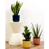 Air Purifying Bundle : PricklePlants