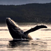 7-Day Alaska Inside Passage : Holland America