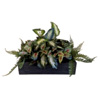 Artificial Interior Alocasia : Evergreendirect