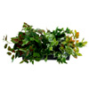 Artificial Interior Colour Splash : Evergreendirect
