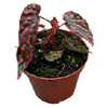  Begonia Pink Lady House Plant - Plantsforallseasons.co.uk