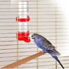 Bird Drinker - Pet-and-garden.fr