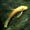 Albino Bristlenose Pleco | Fishcaveaquatics.co.uk