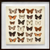 Butterfly Collection Framed , Pagazzi