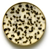 Caviar Butter - Markys