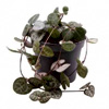 Ceropegia Woodii (chain of hearts) : Jardintropic
