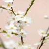 Cherry Tree Flowers - Poster Art Print