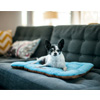 Original Chill Pad | PlayPetBrands