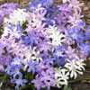 Chionodoxa Lucilea - DutchGrown