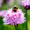 Chives Seeds : Stocks And Green