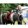 Comfort Kampeerplaats Pony : Ommerland