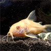 Albino Cory Corydoras Aeneus : FishcaveAquatics