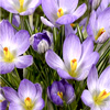 Crocus Etruscus - Peter Nyssen