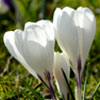 Crocus Jeanne Darc | Dutchgrown.co.uk