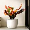 Croton Mammi Codiaeum | PlantsForAllSeasons