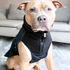 Dog Coat | Bullybillows