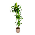 Dracaena Deremensis Hawaiian Sunshine : Flora D Amour
