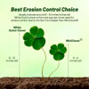 Dutch Clover Seeds : Outsidepride.com