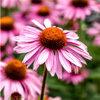 Echinacea Purpurea Seeds | StocksAndGreen