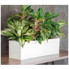 Essence Tucson Plastic Rectangle Planter : ePlanters