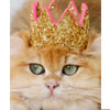 Feline Accessories - Moshiqa.com