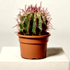 Ferocactus Stainesii | PalmCentre