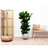 Ficus Lyrata Shrub - Green Bubble