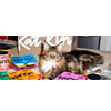 Fresh Cat Food | Katkin.com 