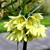 Fritillaria Raddeana : Dutchgrown.co.uk