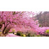 Fushoushan Farm : KkDay.com