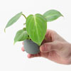 Glorious Philodendron Plant : Growtropicals 