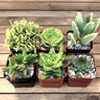 Green Garden Series : Planet Desert