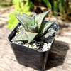 Haworthia Veneosa Tessellata | PlanetDesert