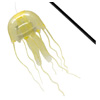 Jellyfish Teaser | Playologypets.com