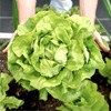 Buttercrunch Lettuce : Territorial Seed