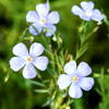 Linum Perenne - Stocksandgreen.com