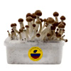 Magic Mushroom Grow Kit – Colombian : Primal Focus
