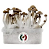 Magic Mushroom Grow Kit – Mexican : Primal Focus